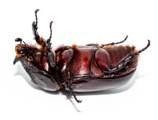 Closeup shot of Female Rhinoceros beetle isolated on white background,Xyloryctes jamaicensis.