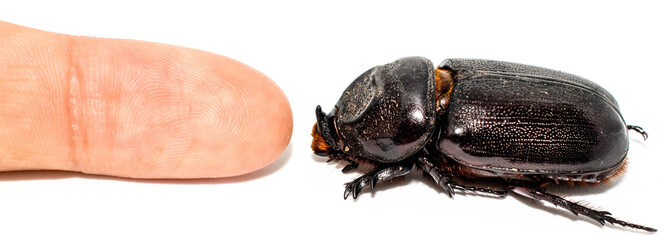 Closeup shot of Female Rhinoceros beetle compared size with human finger isolated on white background,Xyloryctes jamaicensis.