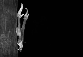 Black and white deer's skull hanged on wooden wall on black background.