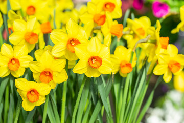 Yellow Narcissus monal, Daffodils monal