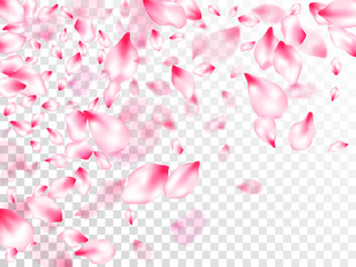 Pink cherry blossom petals isolated