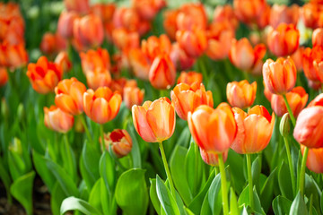 Obraz premium Orange tulip flower garden