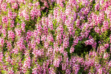 Fototapeta premium angelonia, goyazensis
