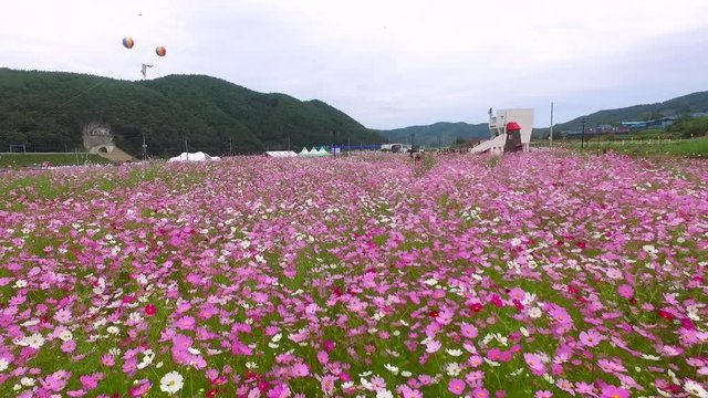cosmos, buckwheat, bee, flower, hadong, bukcheon, bukchon, bugcheon, bugchon, gyengsangnamdo, gyeongnam, gyeongsangdo, korea, koera, corea, south korea, asia, landscape, aerial, drone, trip, travel, t