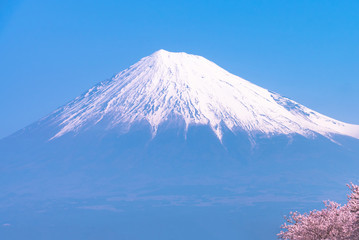 Fototapeta premium Mount Fuji ( Mt. Fuji ) with full bloom beautiful pink cherry blossoms flowers ( sakura ) in springtime sunny day with blue sky natural background