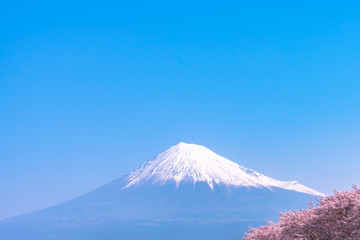 Mount Fuji ( Mt. Fuji ) with full bloom beautiful pink cherry blossoms flowers ( sakura ) in springtime sunny day with blue sky natural background