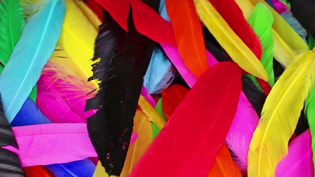 Colorful parrot bird feathers closeup texture pattern seamless looping rotating video footage hd resolution.