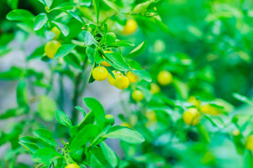 Kumquat or Citrus Japonica Thunb orange trees at Bangkok night market.