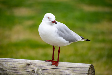 Australian Laridae order Lari seagull