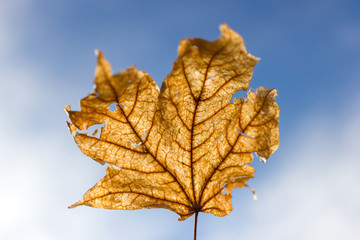 autumn leaf on blue sky background