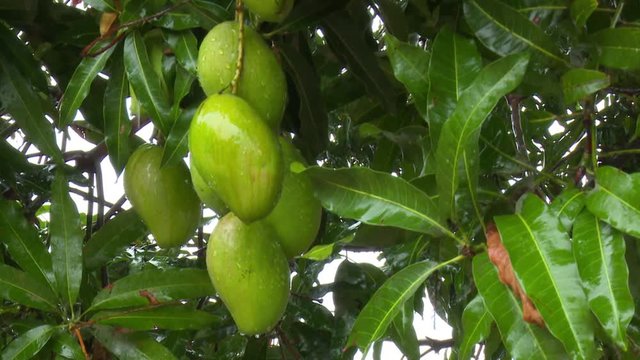 Bunch of mangoes under a heavy tropical rain, Africa.