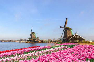 Amsterdam Netherlands, Dutch Windmill and traditional house at Zaanse Schans Village with tulip field - obrazy, fototapety, plakaty