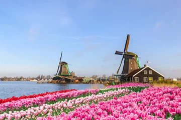 Rolgordijnen Amsterdam Netherlands, Dutch Windmill and traditional house at Zaanse Schans Village with tulip field © Noppasinw