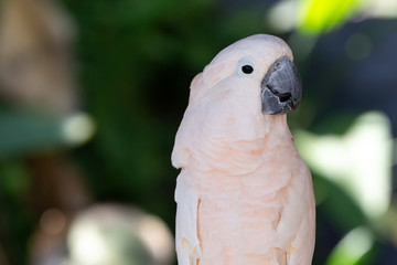 Closeup White Cockatoo