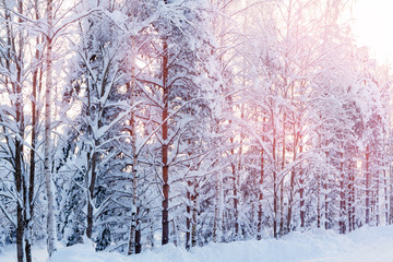 Winter landscape - snow-covered trees along the road in the rays of sunset