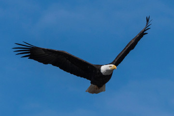 Bald Eagle in Flight