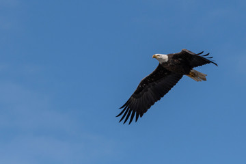 Obraz premium Bald Eagle in Flight