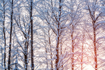 Winter landscape - snow-covered trees along the road in the rays of sunset