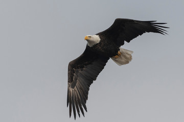 Bald Eagle in Flight
