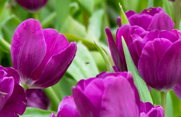 Fototapeta premium pink tulips in the garden