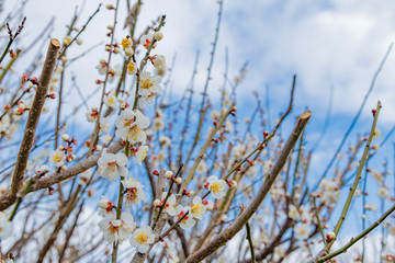 Obraz premium 白梅