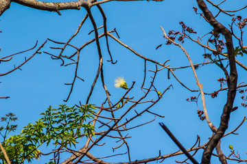 Abstract Bombax anceps Pierre branches and flower in Autumn. White silk cotton tree, or the Latin name is Bombax anceps Pierre var. anceps