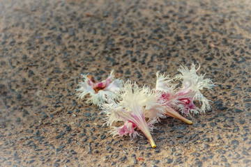 Snake tree flowers, or Stereospermum fimbriatum  (Wall. ex  G.Don) A.DC.