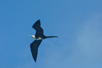The magnificent frigatebird flying over the Abrolhos archipelago