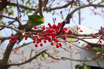 赤い実をつけた樹木