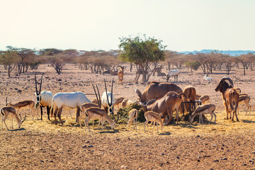 Group of antelopes and mountain sheep in a safari park on the island of Sir Bani Yas, United Arab...
