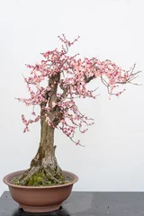  Red plum bonsai tree on a wooden table againt white wall in Baihuatan public park, Chengdu, Sichuan province, China © LP2Studio