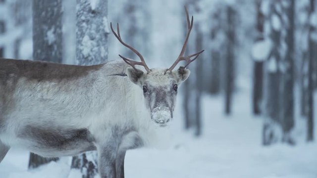 Slowmotion of a reindeer staring at the camera in a snowy forest in Lapland Finland.