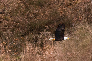 American Hunter