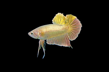 Fighting Fish / Betta Fish : Siamese Gold betta fish, isolated on black background. Selective focus