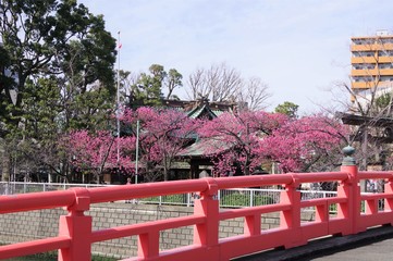 満開の桜