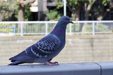 手すりの上に立っている鳩