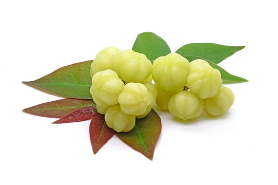 Star gooseberry with green leaves (Phyllanthus acidus) known as the Otaheite gooseberry, Malay, Tahitian, Country, West India gooseberry and Starberry. Isolated on white background.