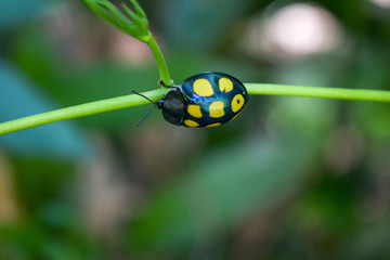 Yellow ladybug