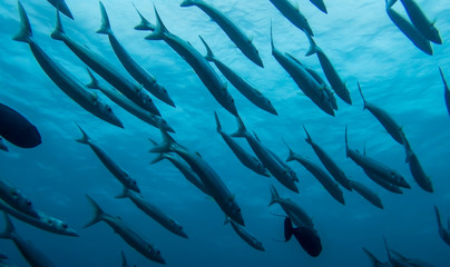 Obraz premium School of Barracuda in blue water of Palau
