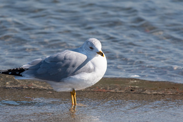 seagull on the beach
