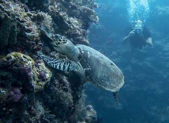 Hawksbill Sea Turtle Bites Coral off Reef Underwater