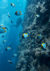 Fototapeta na wymiar Tropical Butterflyfish Swim along Coral Reef Wall with Diver