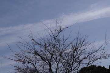 枯れた樹木と空