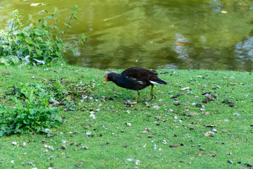 Bird on grass