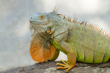 Iguana (Iguanidae),prehistoric reptiles