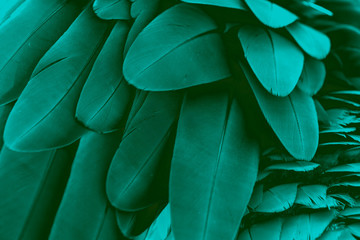 Pattern of feather for background