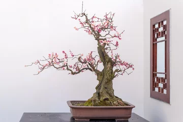 Poster Red plum bonsai tree on a wooden table againt white wall in Baihuatan public park, Chengdu, Sichuan province, China © LP2Studio