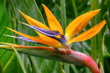 The birds of paradise are members of the family Paradisaeidae of species are found in eastern Indonesia, Papua New Guinea, and eastern Australia.