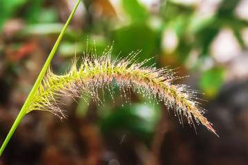 Pennisetum pedicellatum is a grass one type. The grass species are important food sources for livestock.