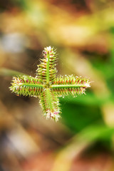 Poaceae or Gramineae many species. It is beaitiful and outstanding.